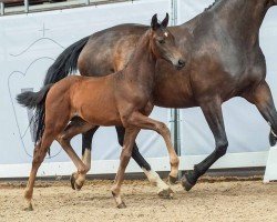 foal by Franzi B (Westphalian, 2024, from Franziskus FRH)