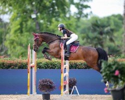 jumper Sofia Mvnz (New Zealand Warmblood, 2016, from Diarado)