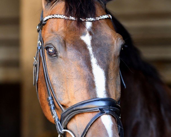 dressage horse Feivel Der Mäusejäger (Oldenburg, 2009, from Farewell III)