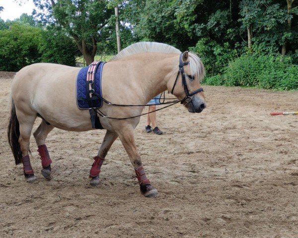 Pferd Harald von Hofdreilinden (Fjordpferd, 2020, von Haugguten)