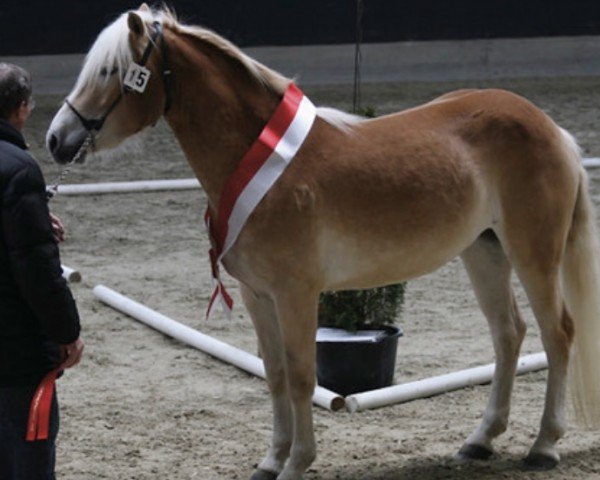 broodmare Dimara (Haflinger, 2005, from Noweit)