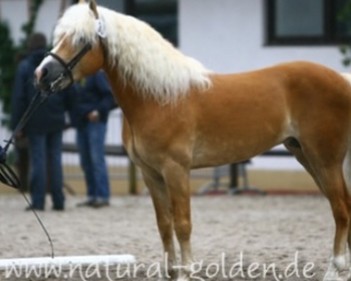 stallion Noweit (Haflinger, 2000, from Nordtirol)