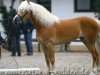 Deckhengst Noweit (Haflinger, 2000, von Nordtirol)