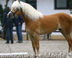 stallion Noweit (Haflinger, 2000, from Nordtirol)