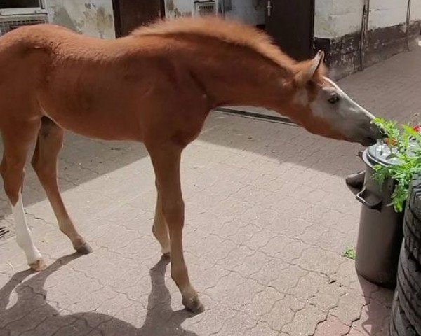 foal by Ballettliebe (German Sport Horse, 2024, from Ballettmeister)