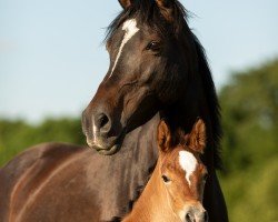 horse Chaliwa du Breuil (Arabisches Halbblut / Partbred, 2012, from El Thay Mansour EAO)