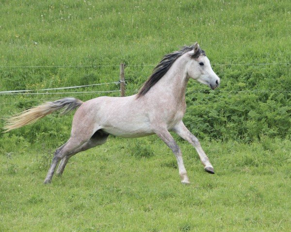 Pferd Krawum ibn Khalil (Arabisches Halbblut / Partbred, 2021, von AS Khalil ox)