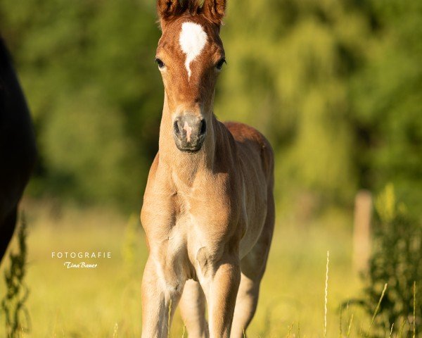 horse Kayro ibn Khalil (Arab half breed / Partbred, 2023, from AS Khalil ox)