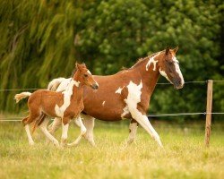 horse Golden Alena Gr. (Hessisches Warmblut, 2016, from Golden Diamond)