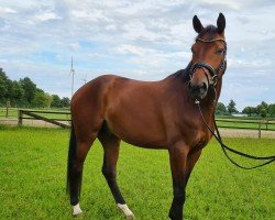 dressage horse Maracajan HK (Westphalian, 2020, from E.H. Millennium)