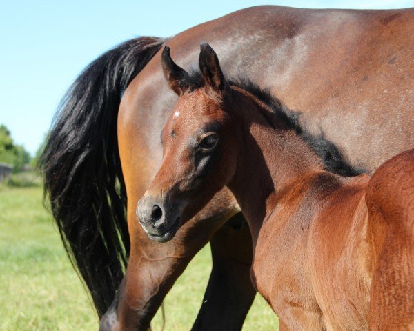 foal by Akeel ibn Arian Shah (Arab half breed / Partbred, 2024, from Arian Shah ox)