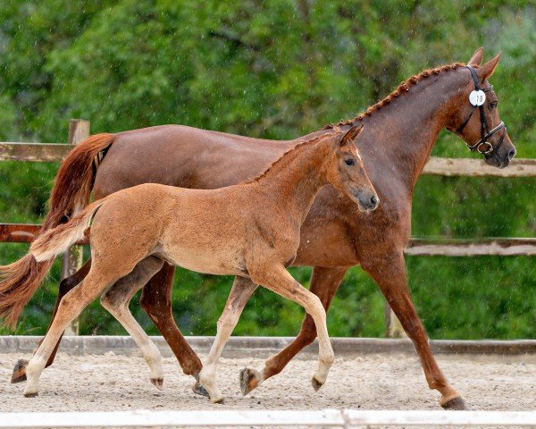 foal by Valetta (German Sport Horse, 2024, from Vangelis)