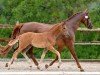 foal by Valetta (German Sport Horse, 2024, from Vangelis)