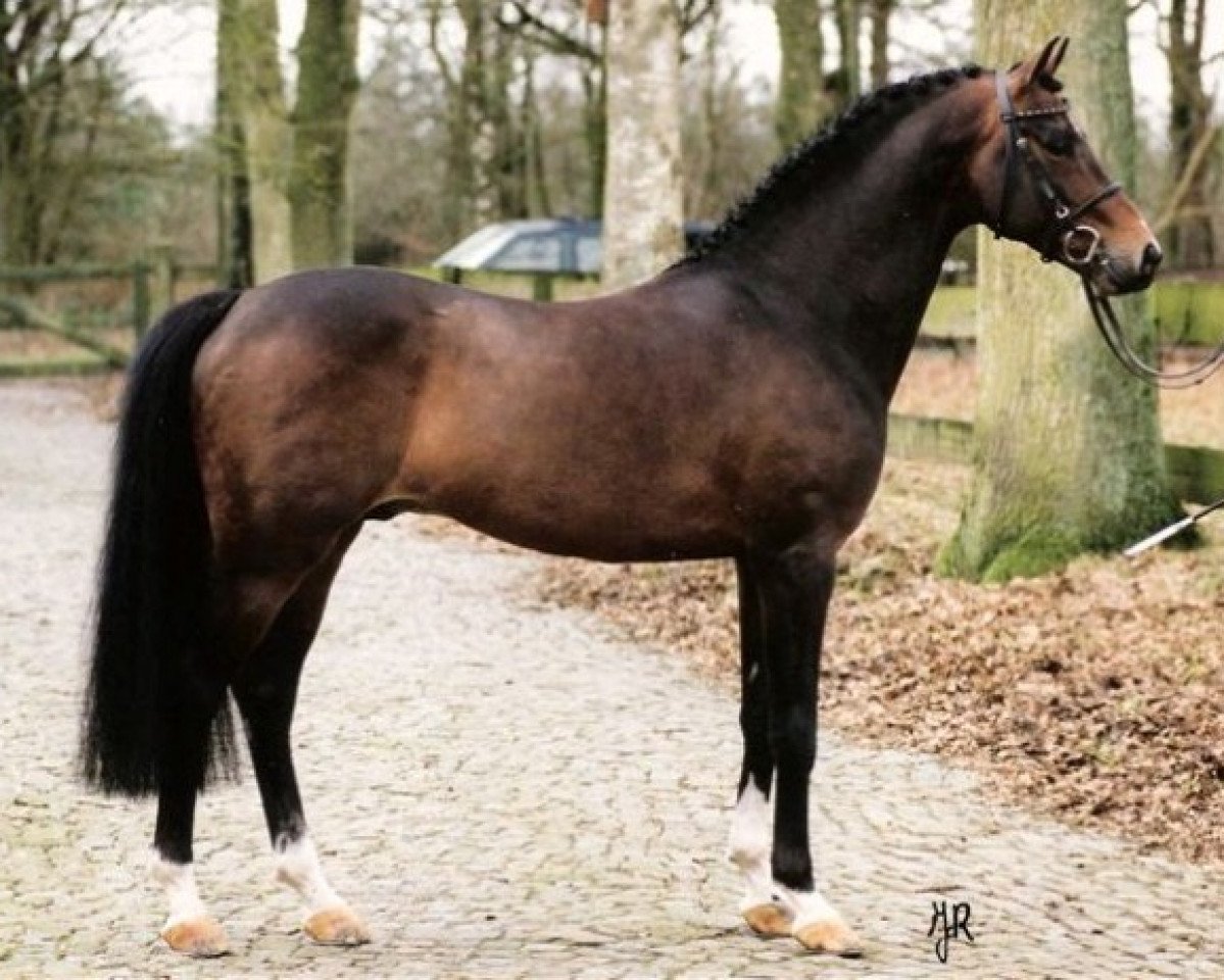 Deckhengst Leuns Veld's Lord (Nederlands Welsh Ridepony, 1996, von Vita Nova's Celesto)