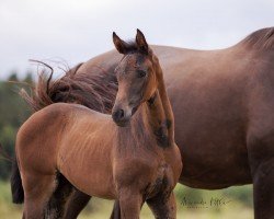 foal by Fantaghirò (German Sport Horse, 2024, from Fair Deal)