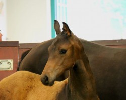 foal viva veyron (Mecklenburger, 2024, from Viva Romance PS OLD)