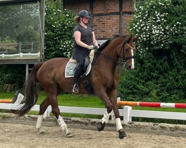 dressage horse Fantasia 126 (Hanoverian, 2013, from Foundation 2)