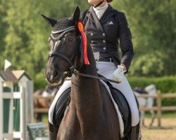 dressage horse Elfaron nuin - silevren Giliath (Westphalian, 2017, from Enrico Morricone)