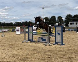 jumper Norah's Stern Fh (German Sport Horse, 2017, from DSP Con Spirit)