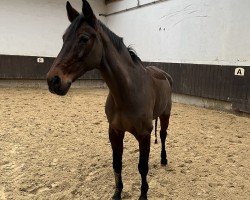 dressage horse Rosi (Westphalian, 2003, from De Kooning)