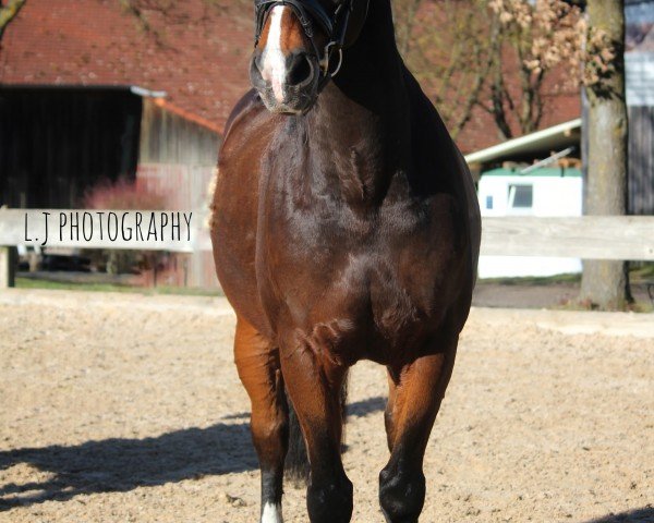 dressage horse Picasso 676 (Bavarian, 2002, from Pour Plaisir 2)