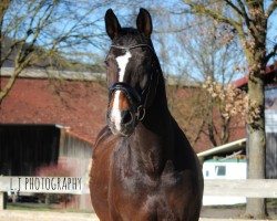 dressage horse Picasso 676 (Bavarian, 2002, from Pour Plaisir 2)