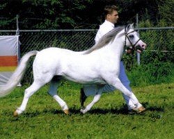 horse KAI Midas (Welsh mountain pony (SEK.A), 1999, from Aelvengrey Merlynne)