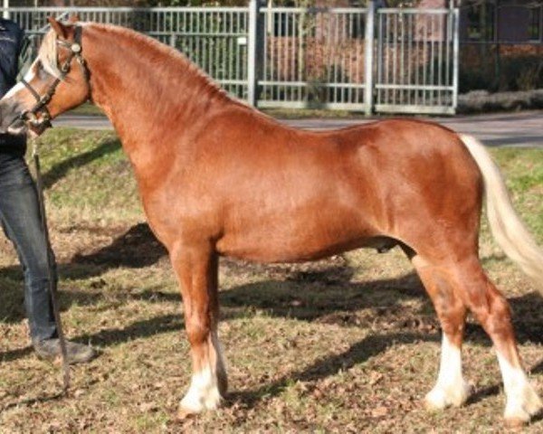 stallion Lowland Danny Boy (Welsh mountain pony (SEK.A), 2007, from Dukeshill Magnum)