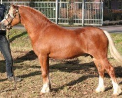 Deckhengst Lowland Danny Boy (Welsh Mountain Pony (Sek.A), 2007, von Dukeshill Magnum)