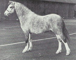 horse Stradbally Aristocrat (Welsh mountain pony (SEK.A), 1971, from Twyford Cossack)