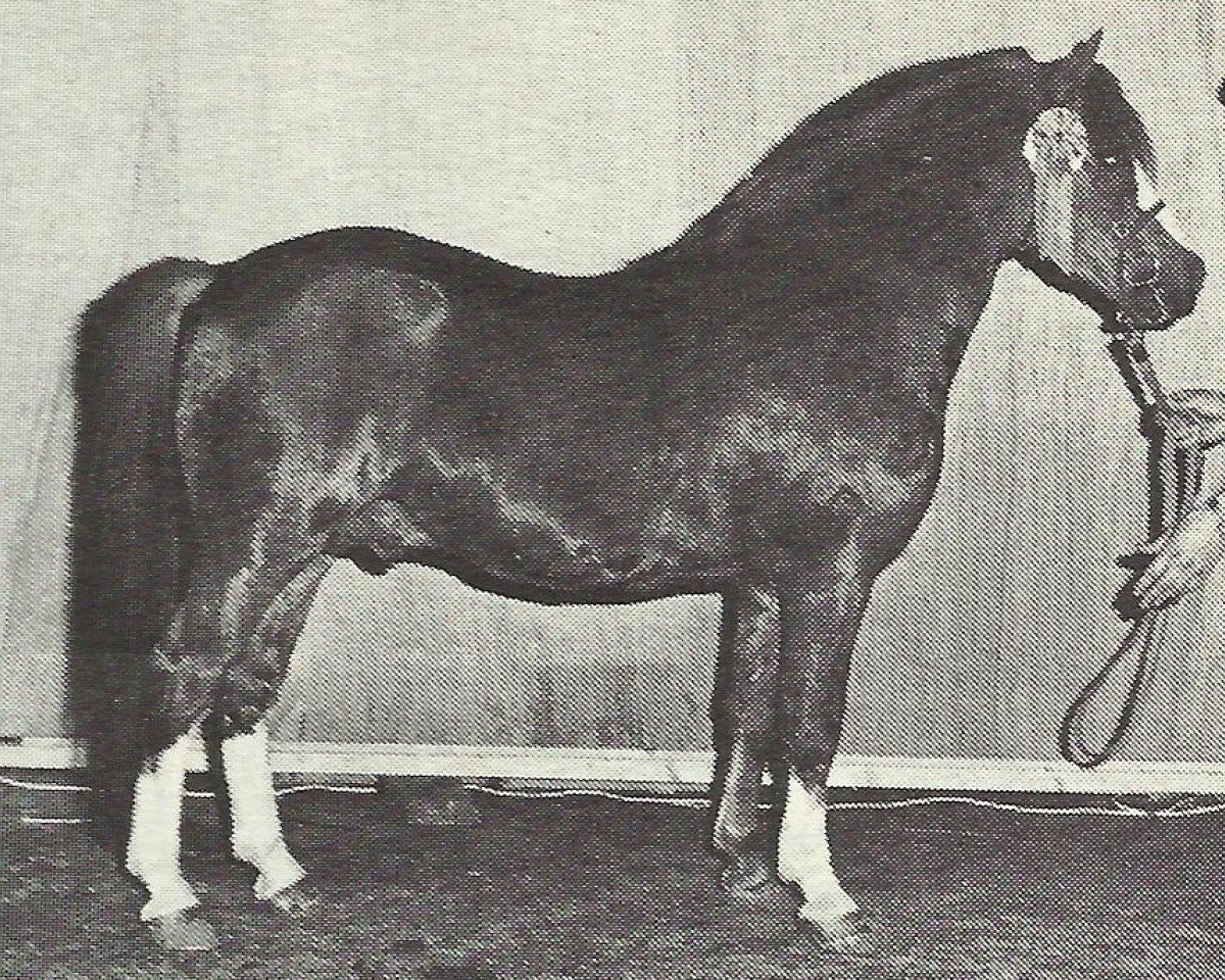Deckhengst Rowfant Seal (Welsh Mountain Pony (Sek.A), 1969, von Twyford Gamecock)