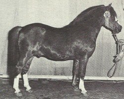 Deckhengst Rowfant Seal (Welsh Mountain Pony (Sek.A), 1969, von Twyford Gamecock)