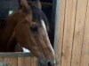 dressage horse Casimier 3 (German Riding Pony, 1998, from FS Cocky Dundee)