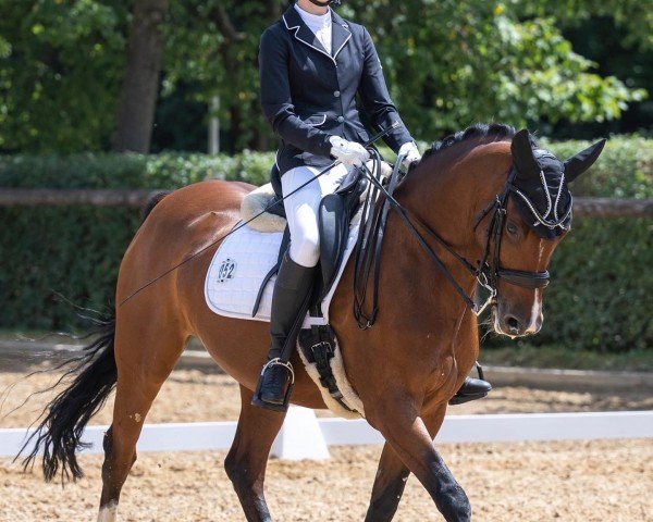 broodmare Clintja (Oldenburg show jumper, 2009, from Clintord)