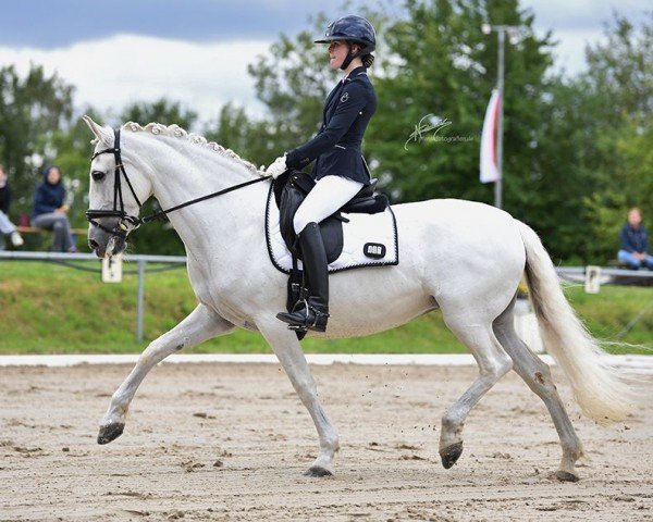 dressage horse Tequilla (Lusitano, 2004, from Cairo V.M.)