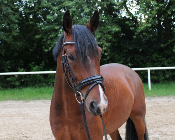 dressage horse First edition 27 (Hanoverian, 2020, from Fürst Belissaro)