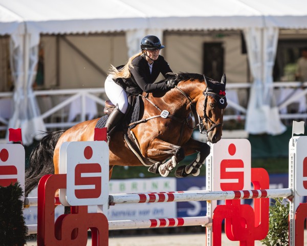 jumper Power Bausa (KWPN (Royal Dutch Sporthorse), 2016, from Gaillard de La Pomme)