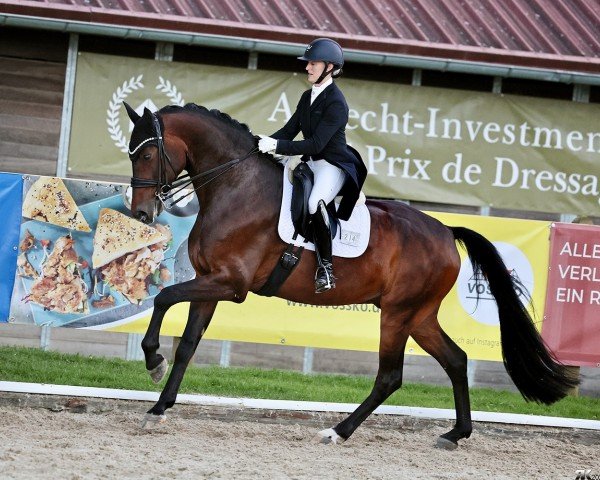 dressage horse Flash Stone (Oldenburg, 2017, from Franklin)