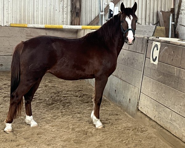 dressage horse Kasandra la Bella (German Riding Pony, 2021, from Fs Numero Uno)