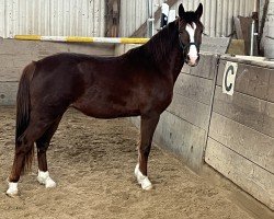 horse Kasandra la Bella (Deutsches Reitpony, 2021, from Fs Numero Uno)