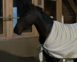 jumper Black Pearl 142 (German Riding Pony, 2019, from Bon Jovi)