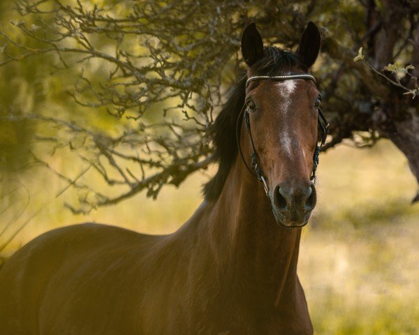 Pferd Tyrone (KWPN (Niederländisches Warmblut), 2000)