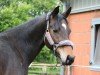 dressage horse Hengst von Franziskus / Fürst Frederik (Westphalian, 2021, from Franziskus FRH)