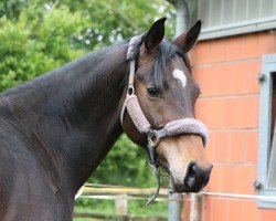 dressage horse Hengst von Franziskus / Fürst Frederik (Westphalian, 2021, from Franziskus FRH)