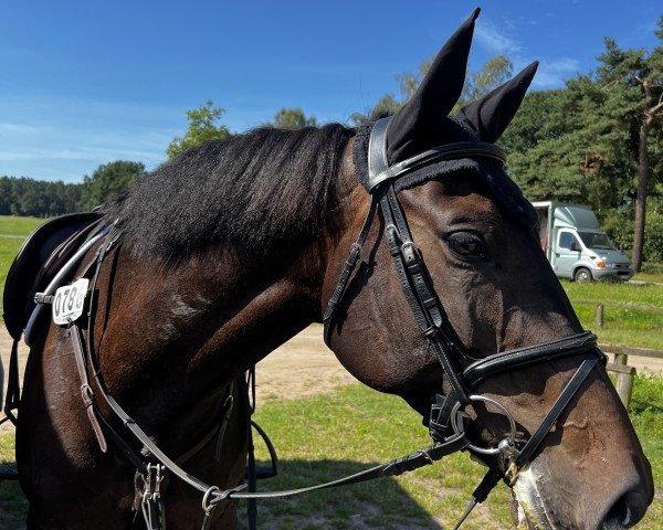 jumper Miss Dibsy (Holsteiner, 2019, from Quim 2)