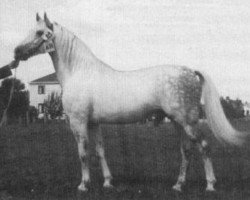 stallion Nigro 1932 ShA (Shagya Arabian, 1932, from Shagya XXII-16)