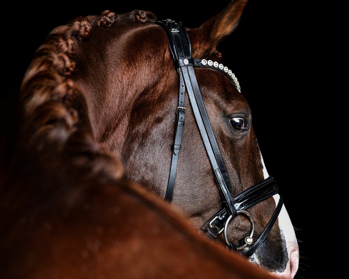 dressage horse Dancing Dynamit 3 (Oldenburg, 2018, from Diamond Hit)