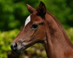 foal by Artrax M (Hanoverian, 2024, from Asagao xx)