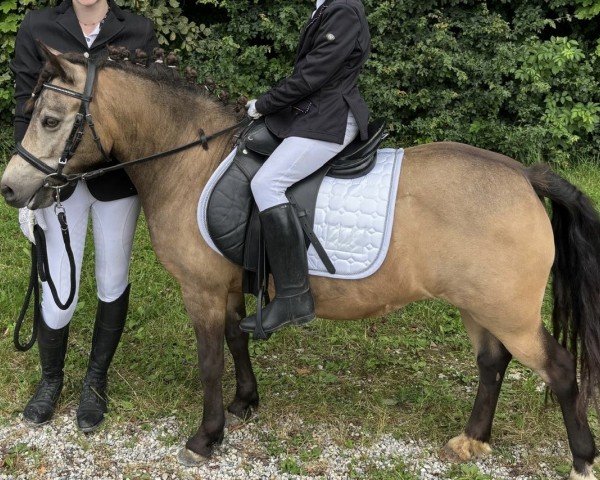 broodmare Patrizia (Dt.Part-bred Shetland pony, 2015, from Klaus vom Sonnenkaiser)