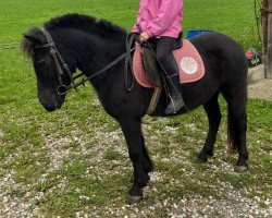 broodmare Prinzessin (Dt.Part-bred Shetland pony, 2008, from Riwero)